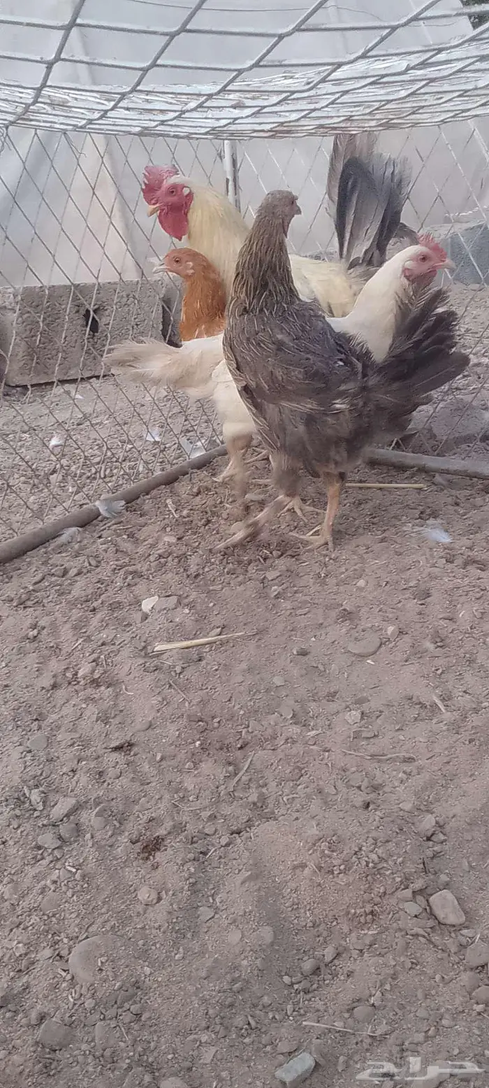 دجج للبيع وا شبك 0