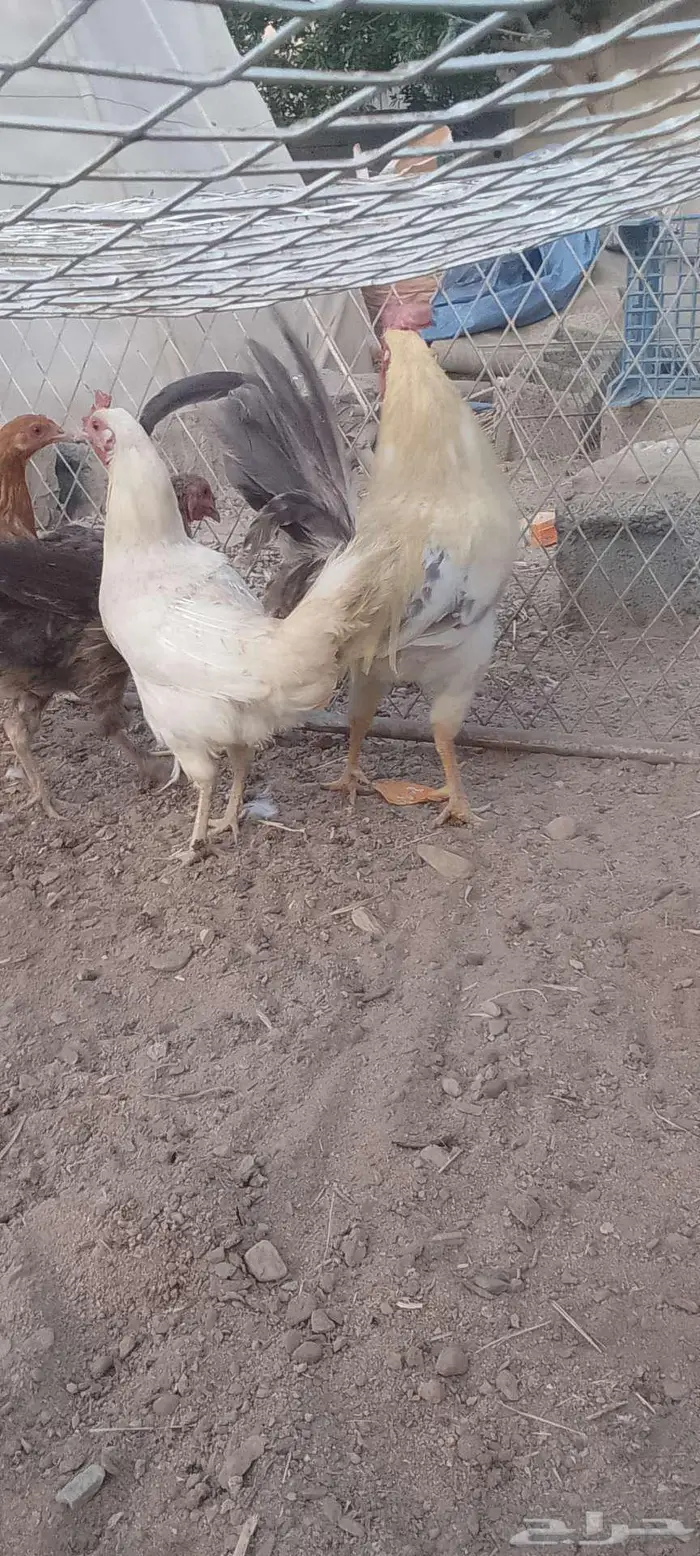 دجج للبيع وا شبك 12