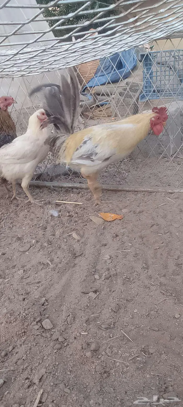 دجج للبيع وا شبك 14