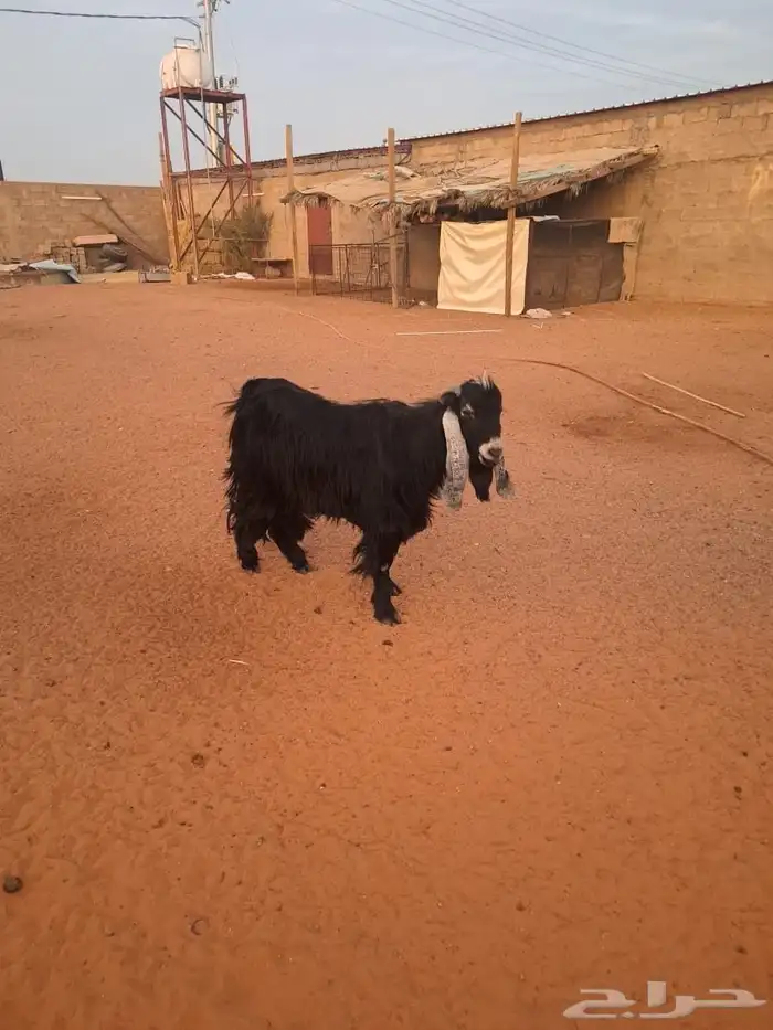 تيس رباع للبيع 0