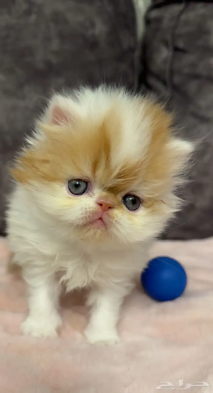 كيتن بيكي فيس بيرشن للبيع 2