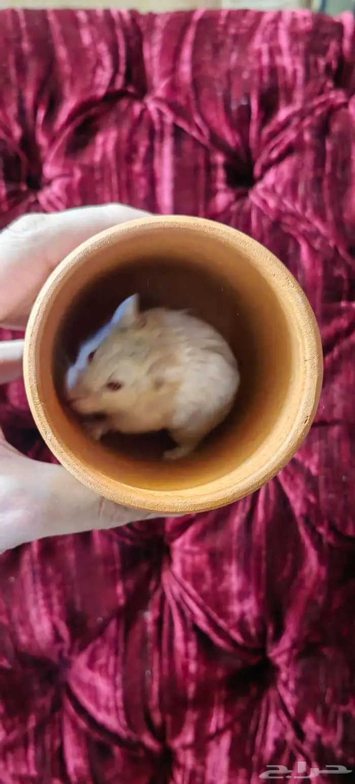 همستر روسي 5