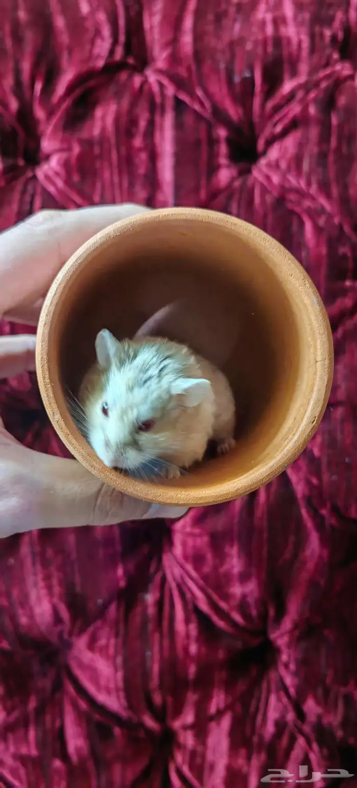 همستر روسي 2