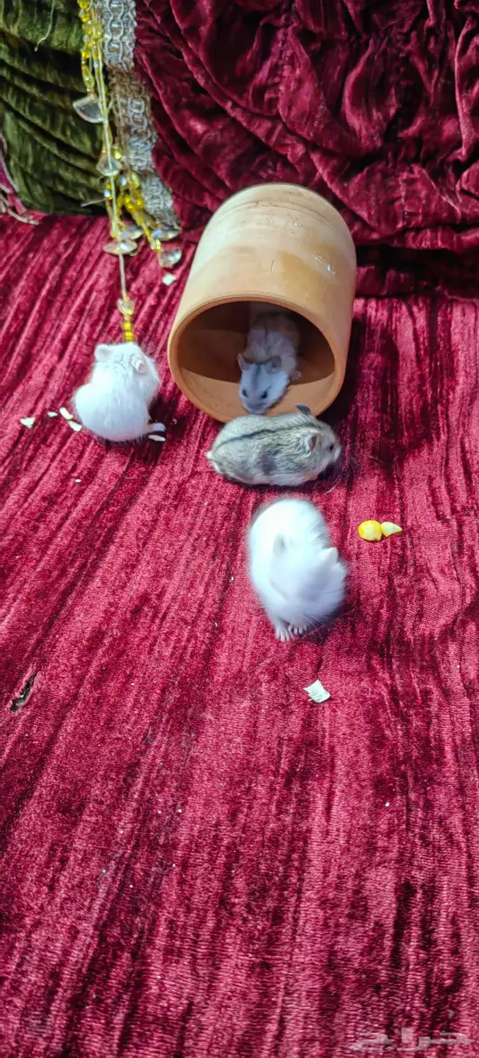 همستر روسي 4