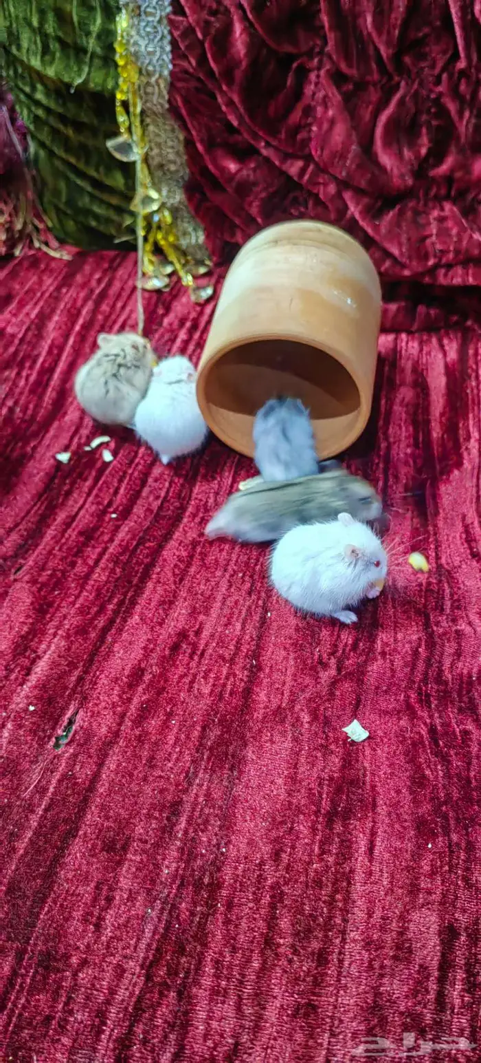 همستر روسي 12