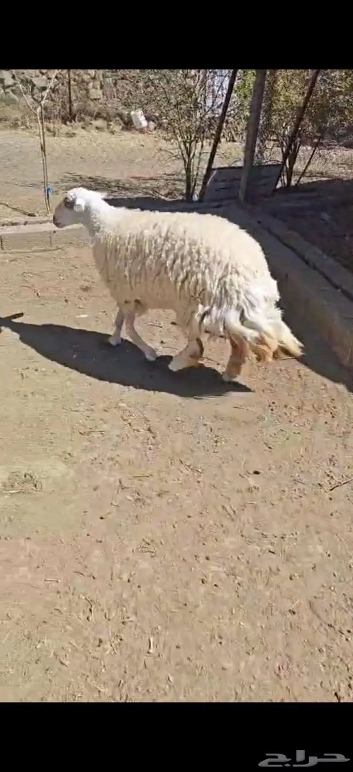 ذبيحه ( تم البيع) 1