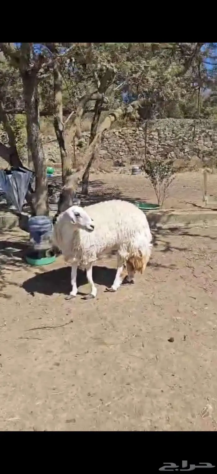 ذبيحه ( تم البيع) 4