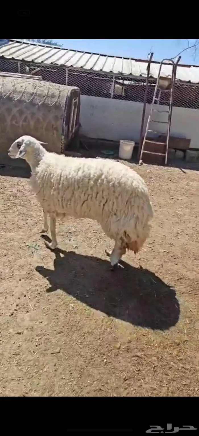 ذبيحه ( تم البيع) 2