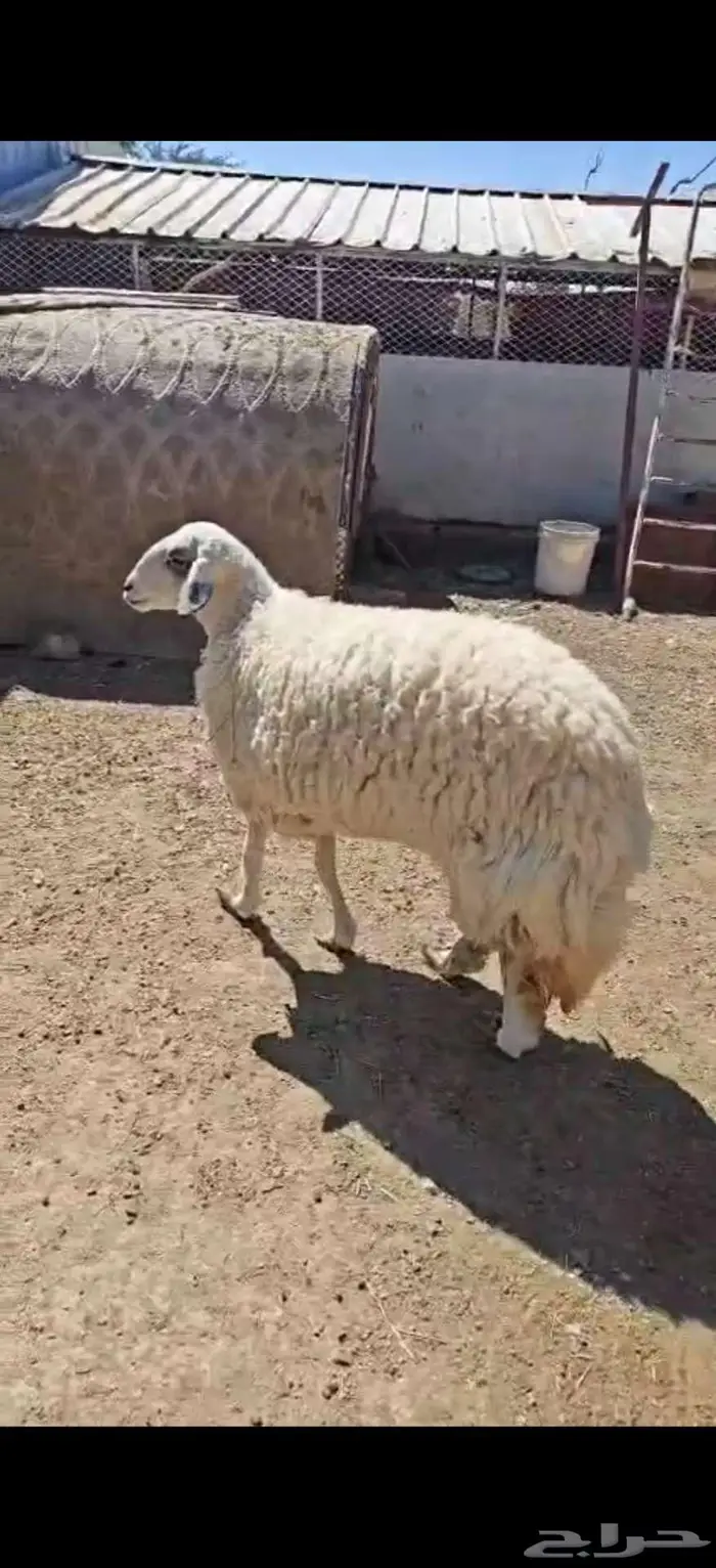 ذبيحه ( تم البيع) 3