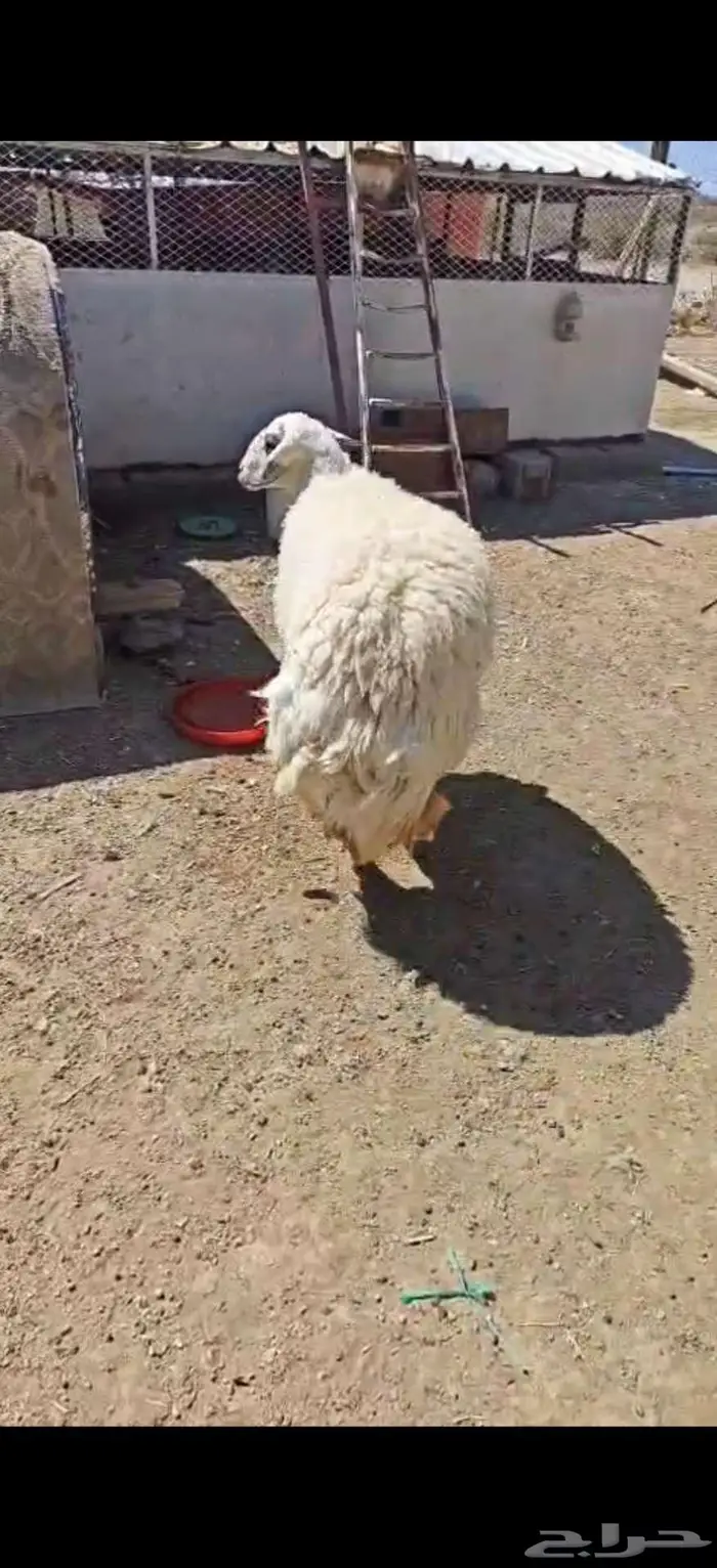 ذبيحه ( تم البيع) 5