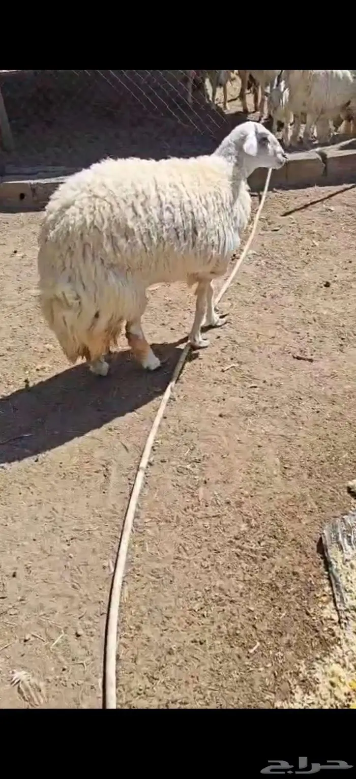 ذبيحه ( تم البيع) 0