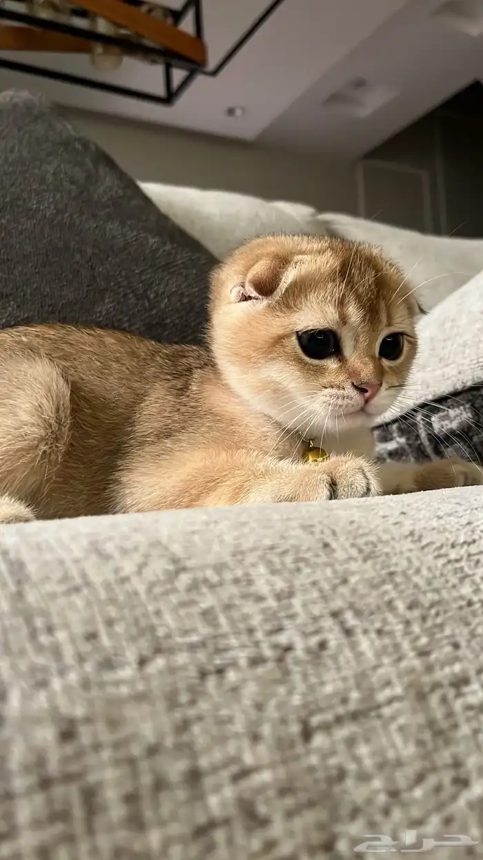 سكوتش فولد تربل بيور شهرين 7