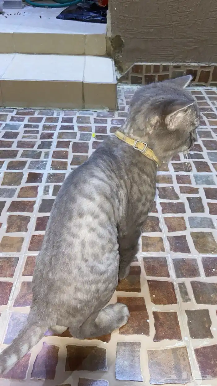 قطة سليمة ما فيها ولا شي 1