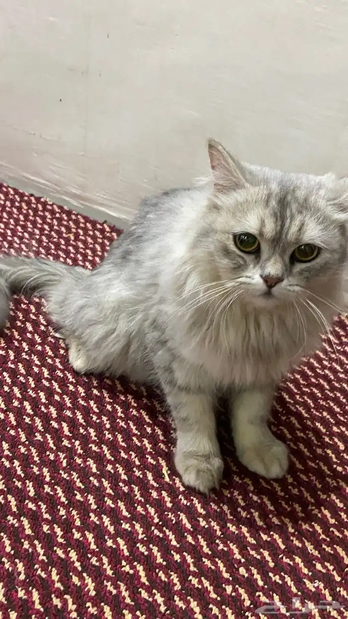 قط ه للبيع شيرازي سليمه من المراض وهاديه 1