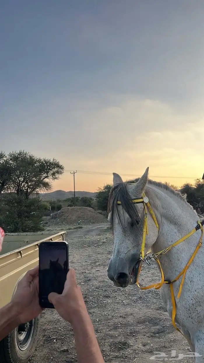 حصان شعبي كفو جدا العمر 5السلامه شرط الرفع 7الحصان سبوق 2