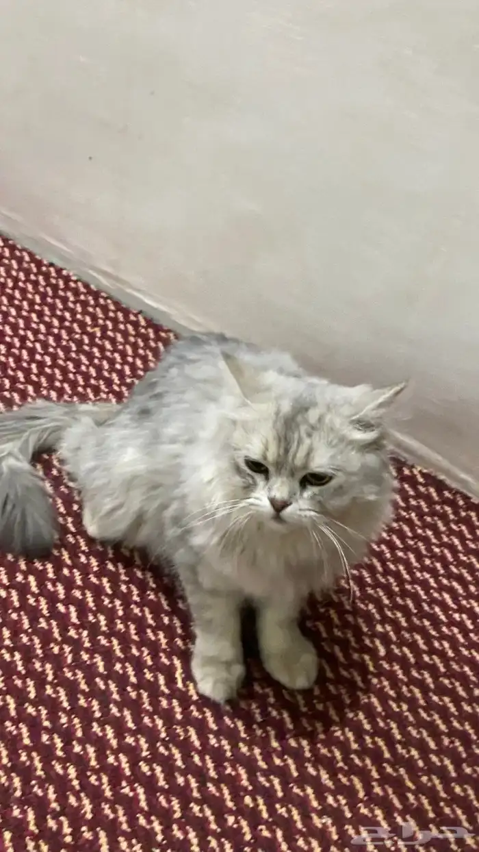 قط ه للبيع شيرازي سليمه من المراض وهاديه 2