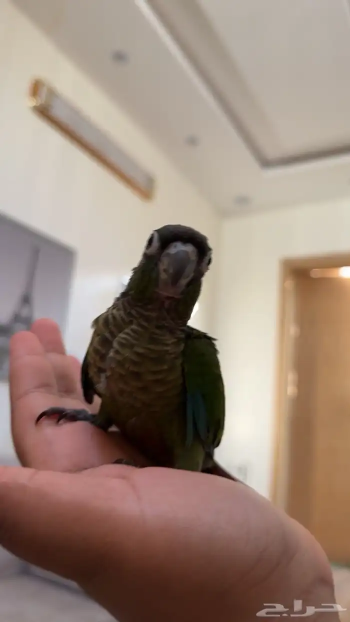 فرخ كنيور قرين شيك بداية طيران وهدد 1