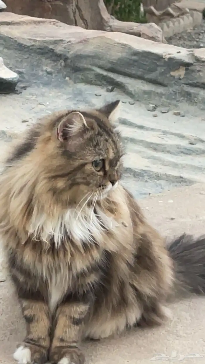 قطه للتبني 2