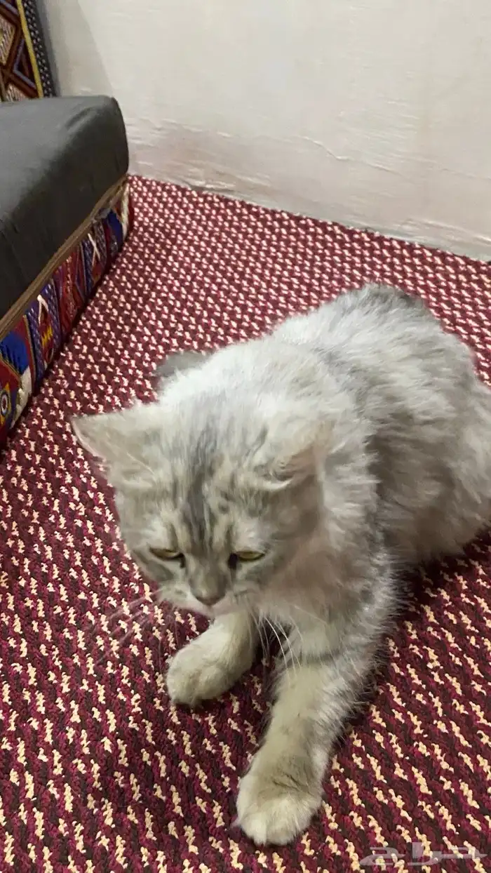 قطه شيرازي 1