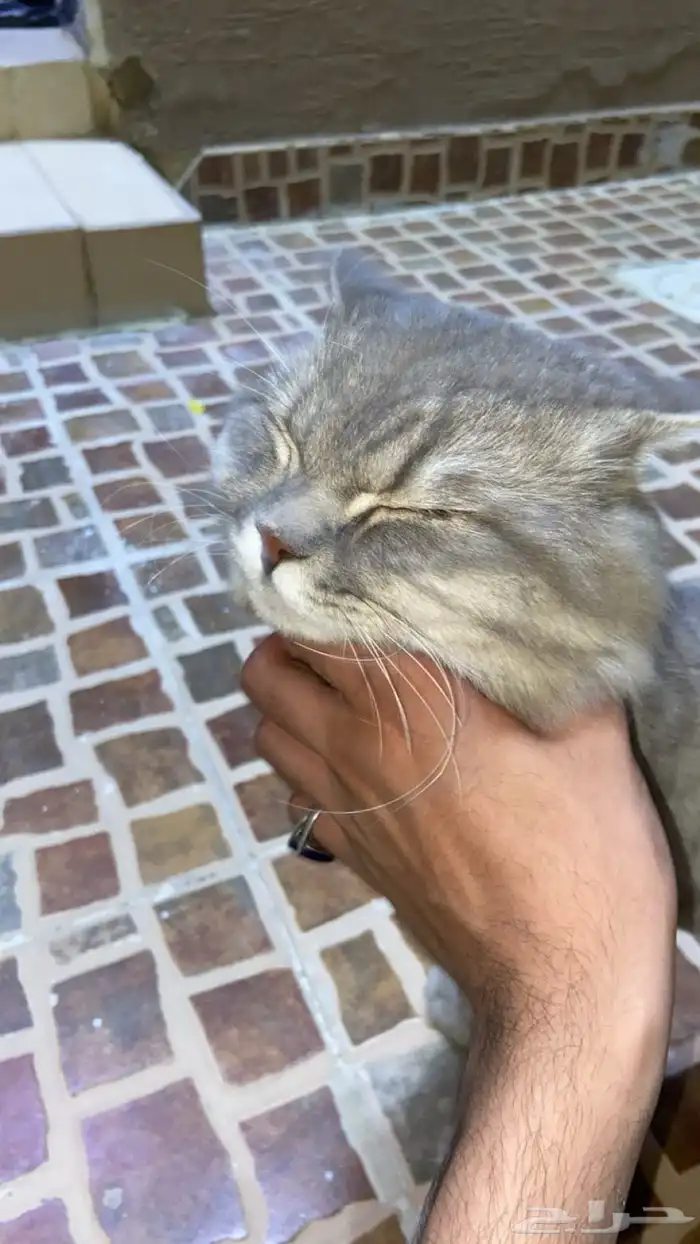 قطة سليمة ما فيها ولا شي 0