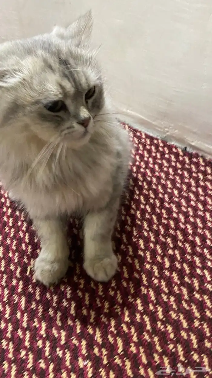 قط ه للبيع شيرازي سليمه من المراض وهاديه 4