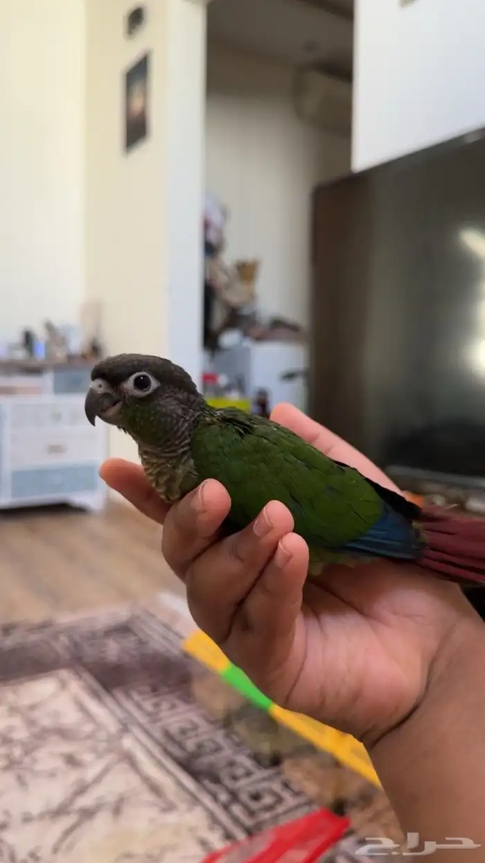 فرخ كنيور قرين شيك بداية طيران وهدد 0