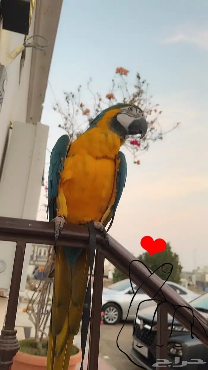 بغبغان مكاو 2