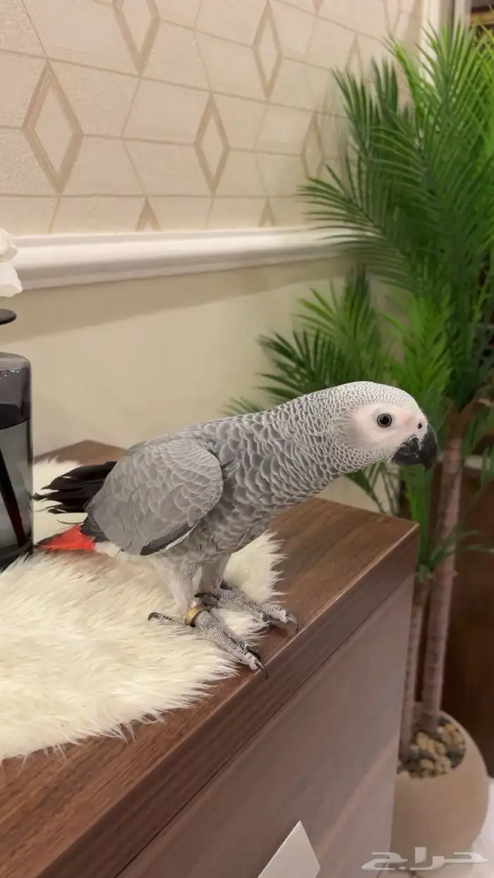 فرخ كاسكو ثلجي اليف 2