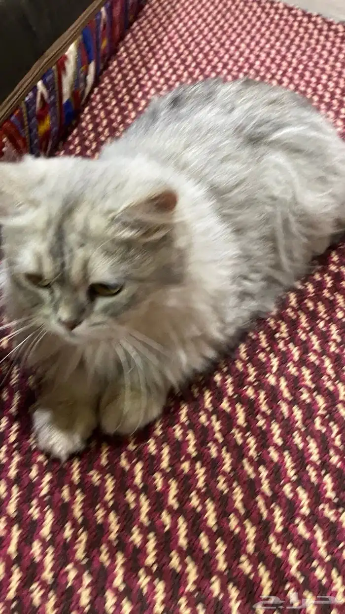 قط ه للبيع شيرازي سليمه من المراض وهاديه 3