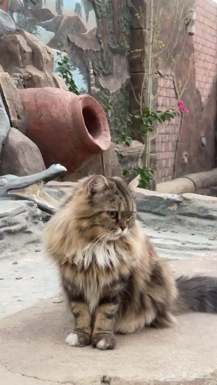 قطه للتبني 0