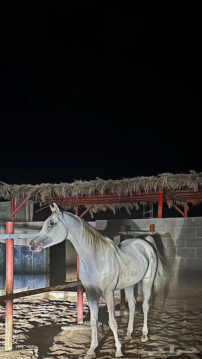 حصان واهو حصان اصفر 0