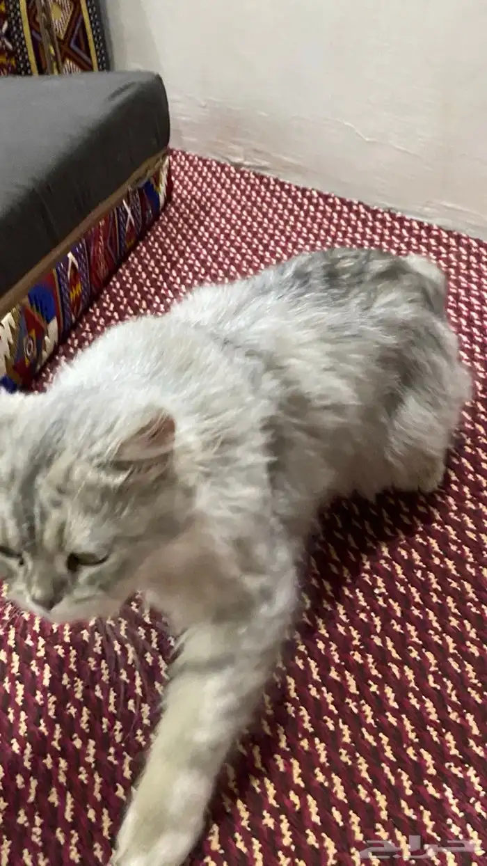 قطه شيرازي 2