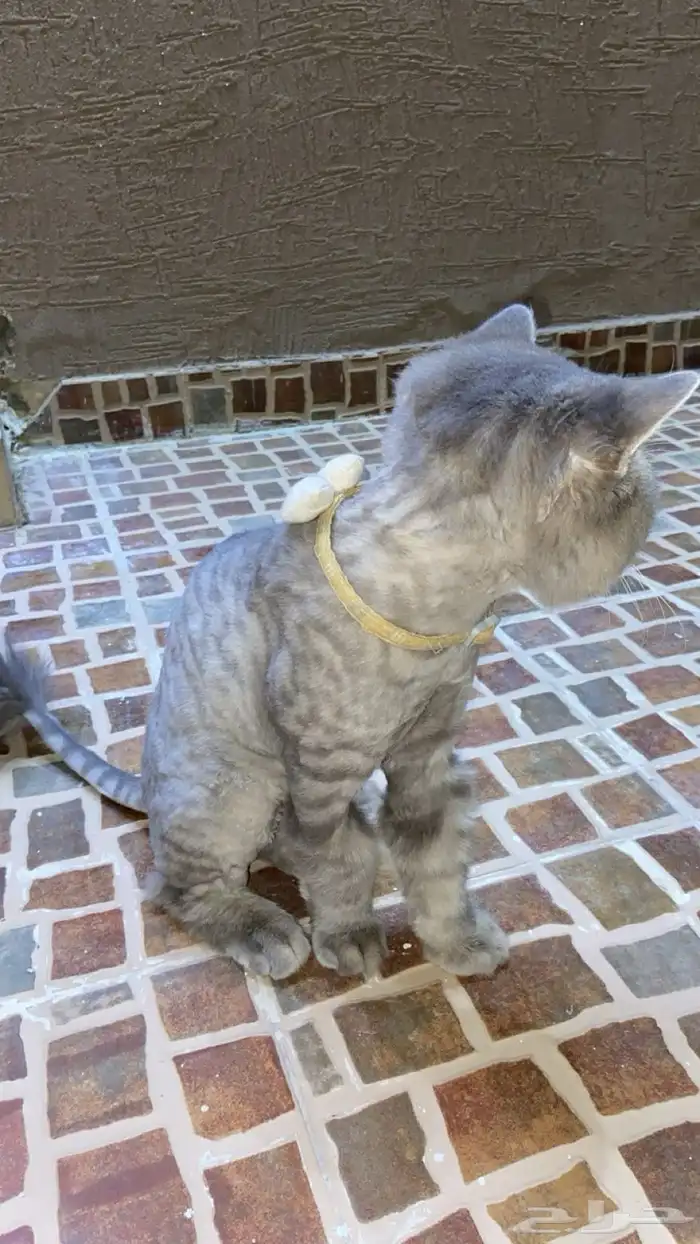 قطة سليمة ما فيها ولا شي 2