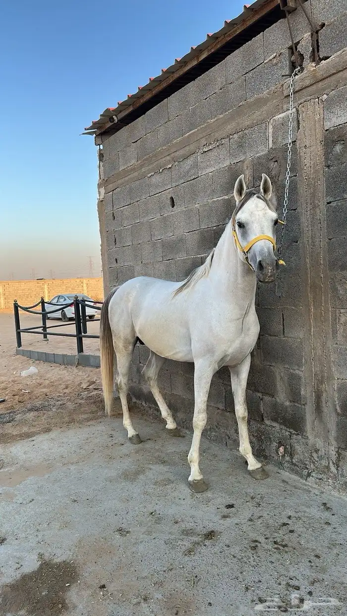 خيل 0