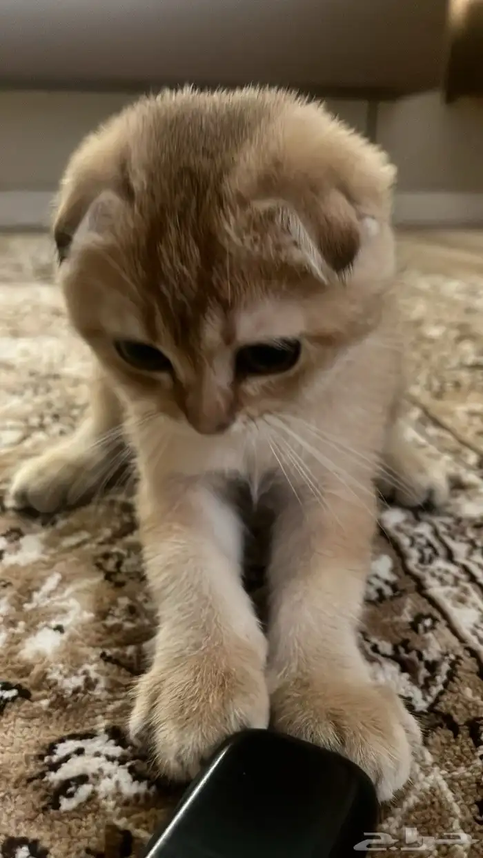 سكوتش فولد تربل بيور شهرين 10