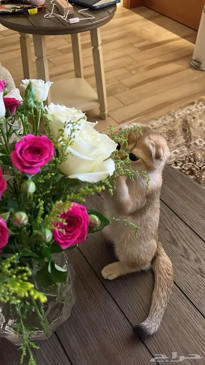 سكوتش فولد تربل بيور شهرين 8