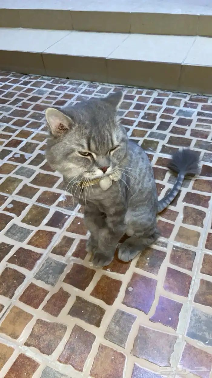 قطة سليمة ما فيها ولا شي 3