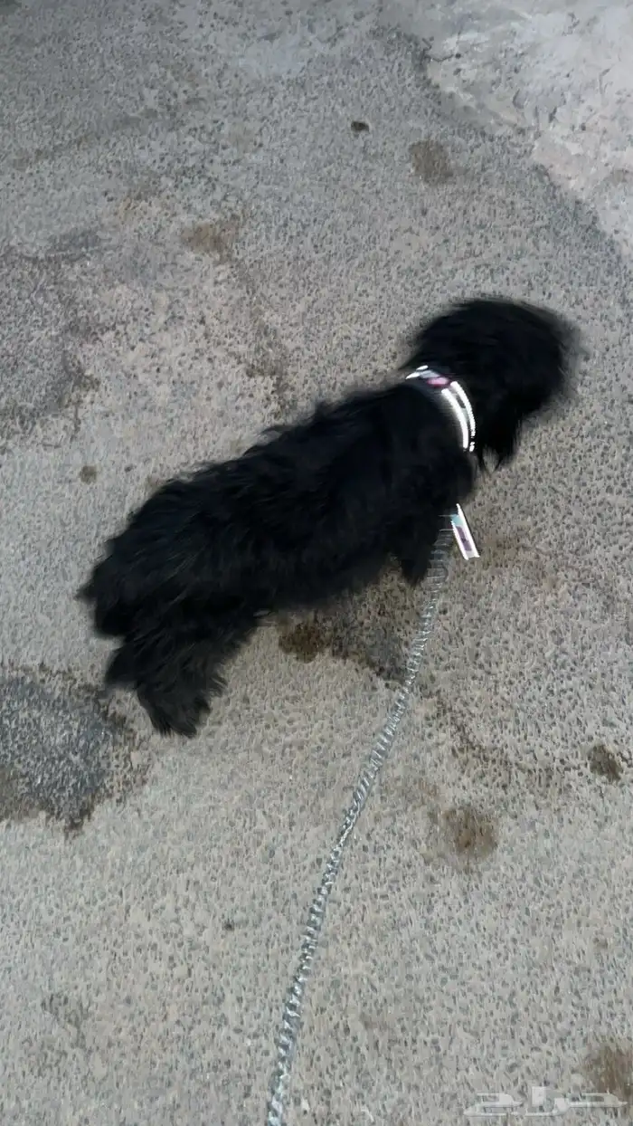 كلب مالتيز 1