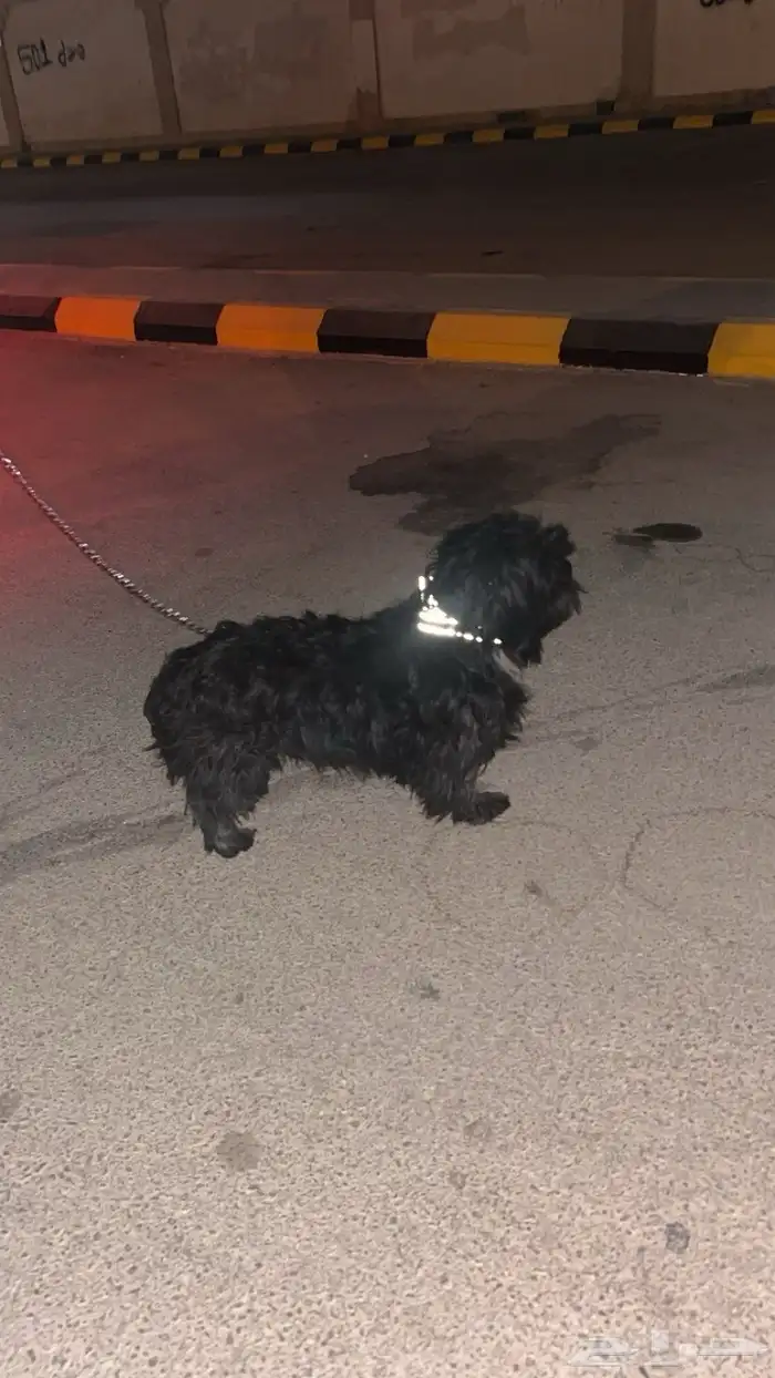 كلب مالتيز 0