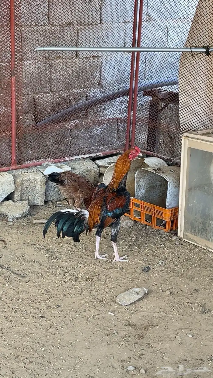 (قروب جميع أنواع الطيور)  من أراد الدخول يتواصل معي 0