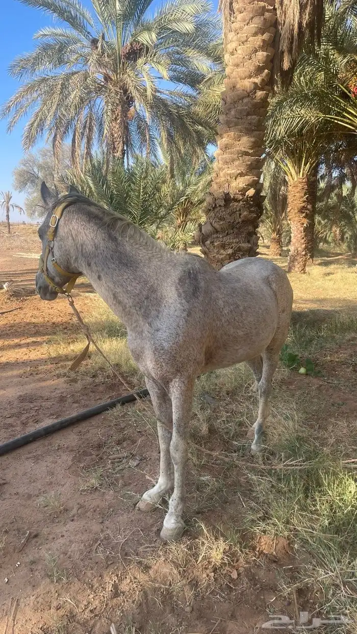 حصان شعبي للبيع 0