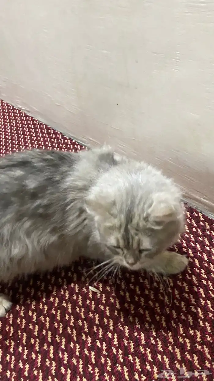 قطه شيرازي 5