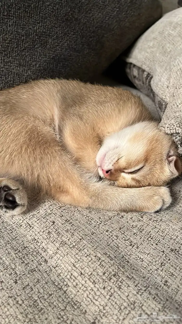 سكوتش فولد تربل بيور شهرين 9