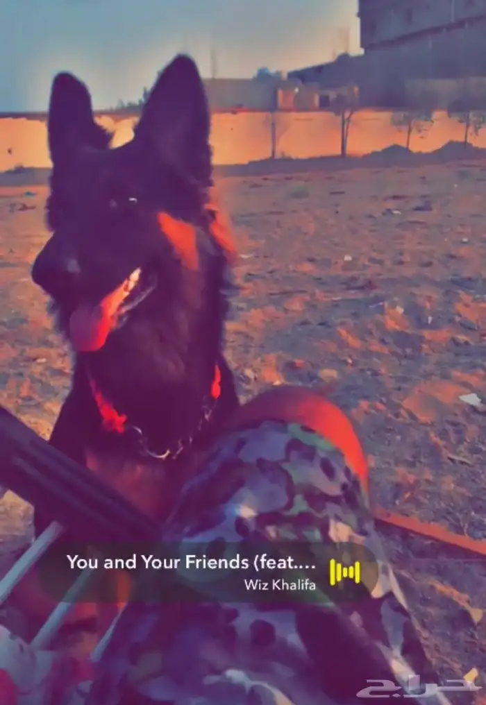 كلبه جيرمن 0