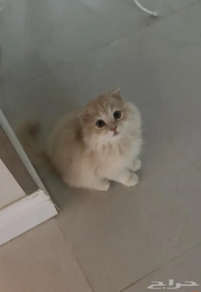 قطة سكوتش فلو عمرها 3 شهور ونص 6