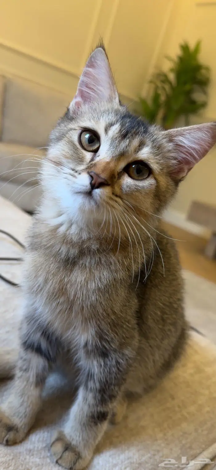 ذكر تبني الهفوف 0