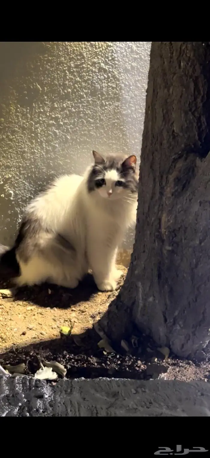 قط ضايع - قط مفقود 2