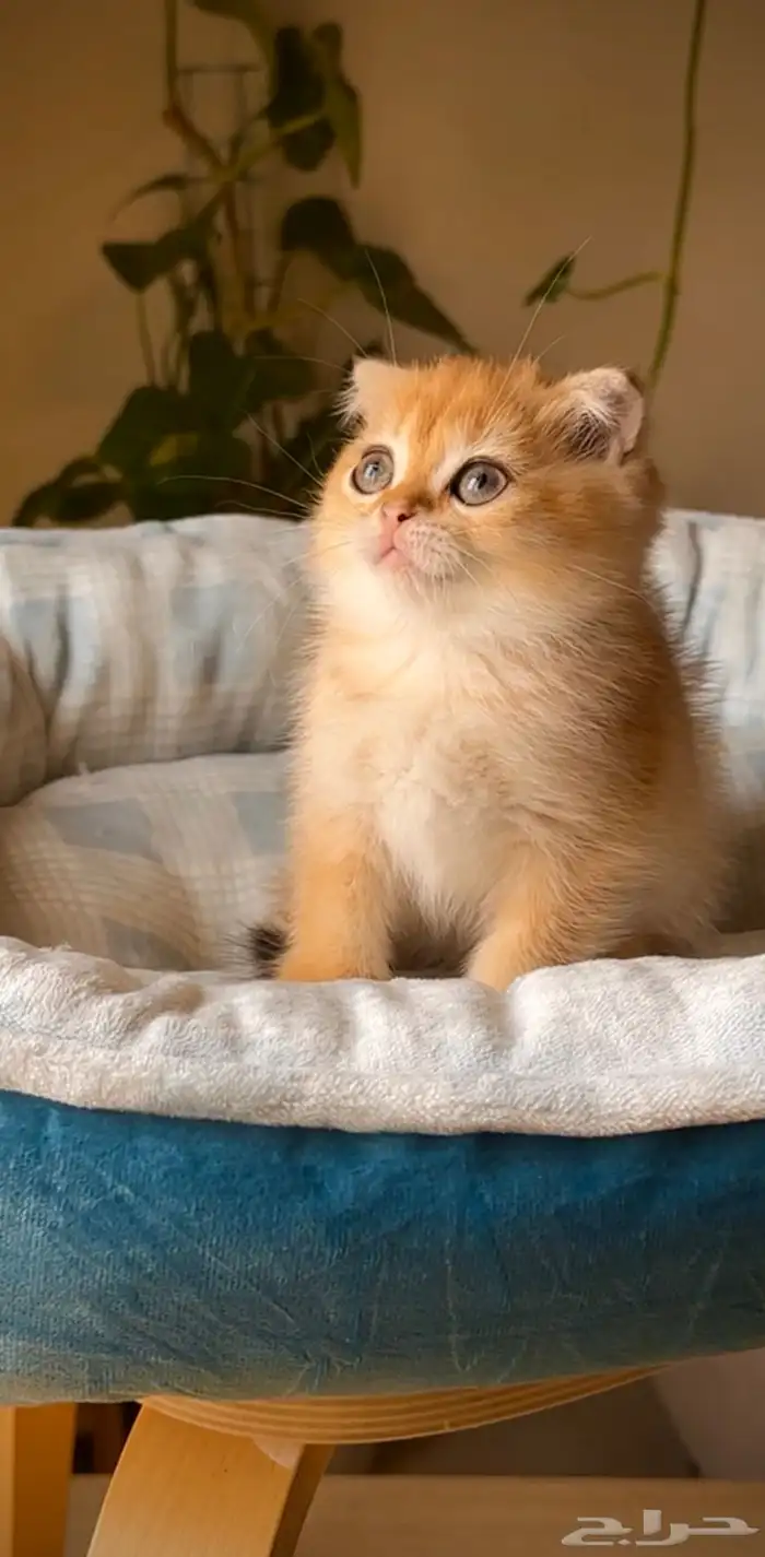 سكوتش قولد بيور فولد NY 0