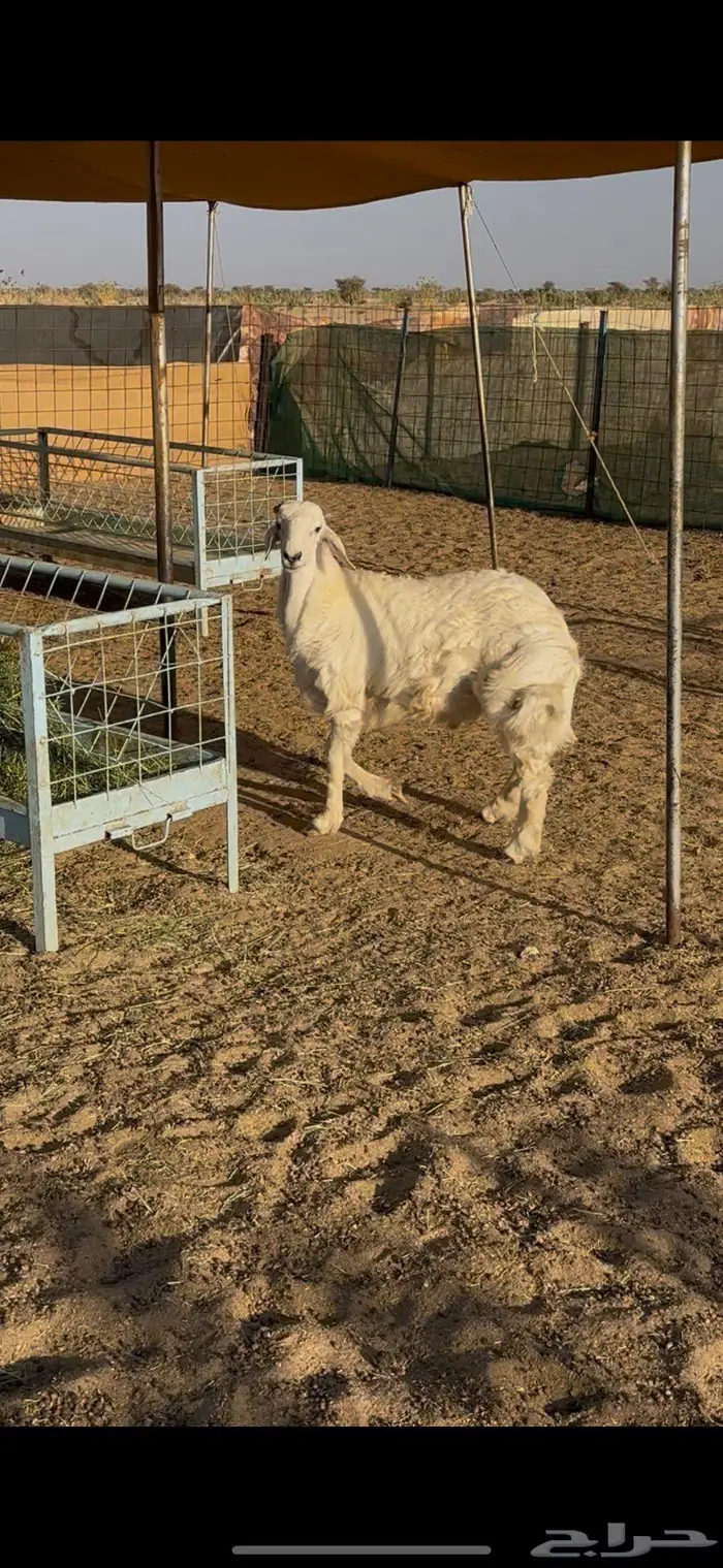 طلي حري ذبيحه 0