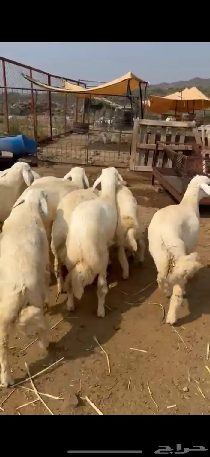 خرفان مناسبات على الشرط 0